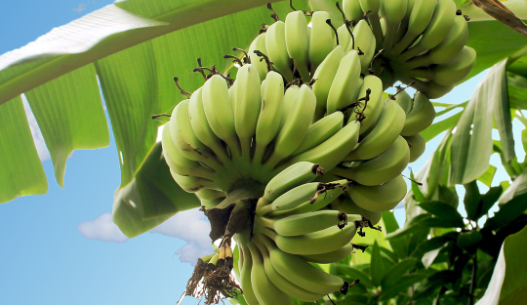 Účinky banánov v prírodnej kozmetike